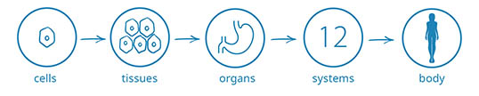 Which forms organs that then take part in 12 systems in our body